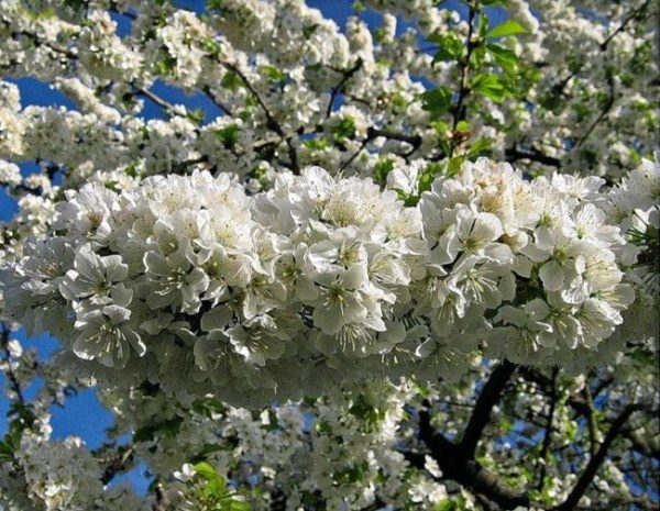  Revna color cereza