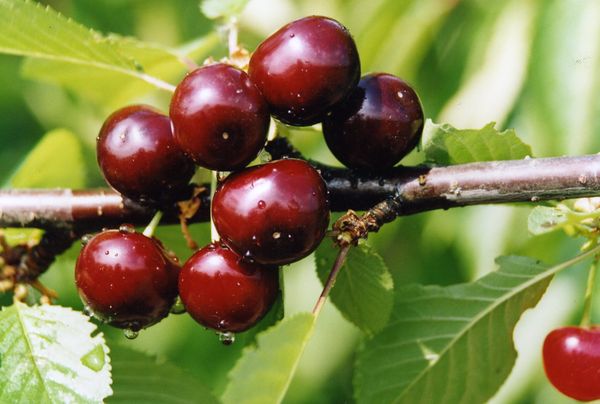  Cherish Cerezas-Cherry