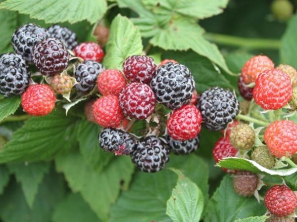 Cumberland Varietatea de Zmeură