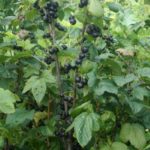  Cespuglio di ribes nero