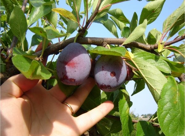  Cuándo y cómo recolectar ciruelas: estamos determinados con los términos, seguimos la tecnología