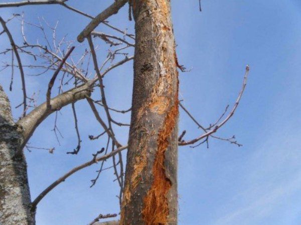  Citosporosis en corteza de pera