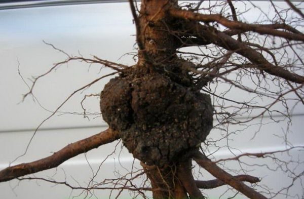  Cancer on the roots of cherry