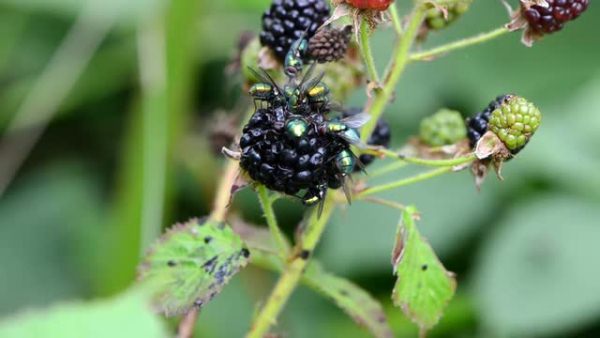  Flies on blackberry