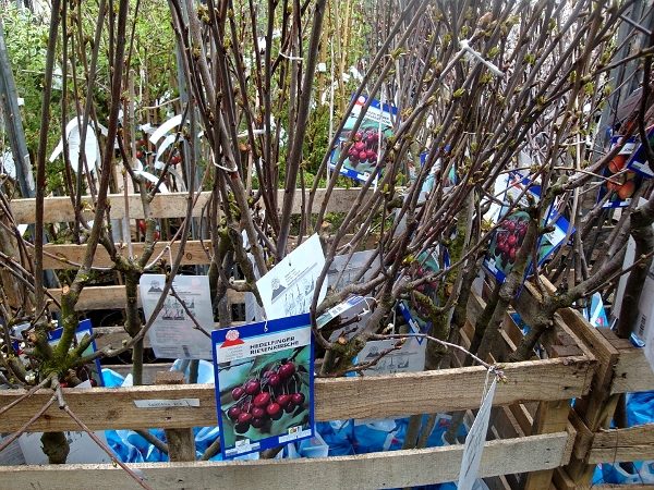  Al elegir una plántula de cerezo, preste atención al lugar de vacunación