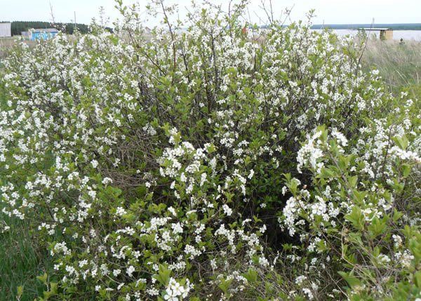  Steppe cherry blossoms