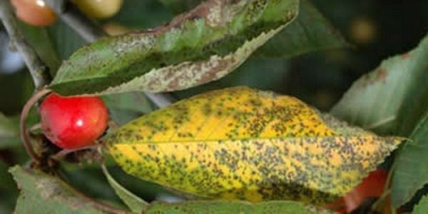  Cherry coccomycosis