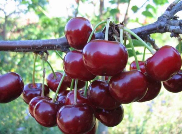  Wonderful cherry or Duke cherry