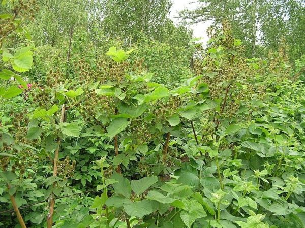  Arbustos i moras Agaveam