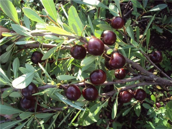  Cherry Bessey on a bush
