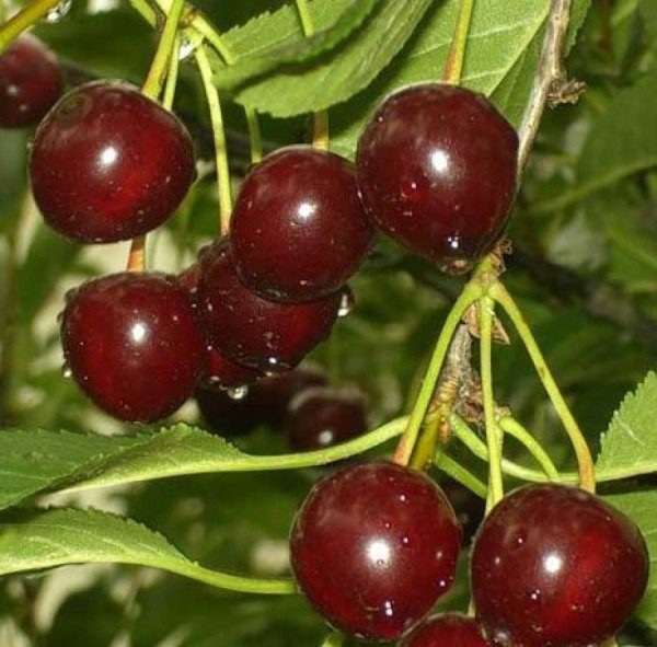  Chocolate Cherry