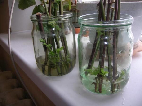  Germinados esquejes de reparación de mora en bancos.