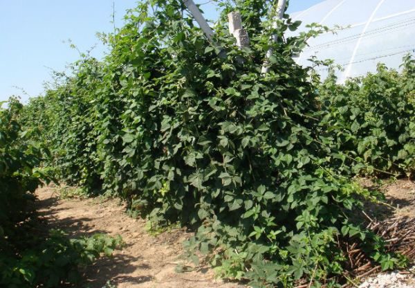  Arbustos de zarzamoras de ruben en el vivero.