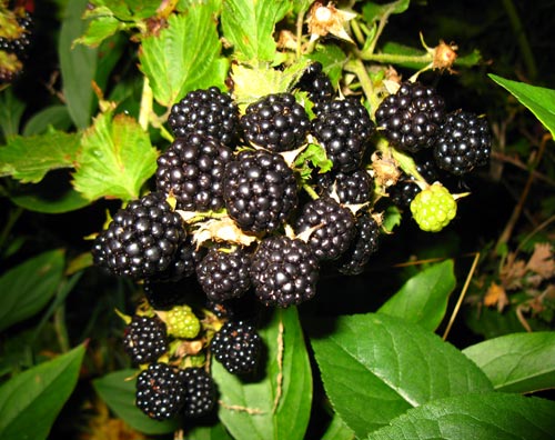  Bearing BlackBerry
