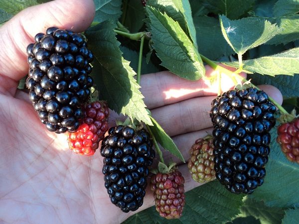 Frutas Natchez Blackberry