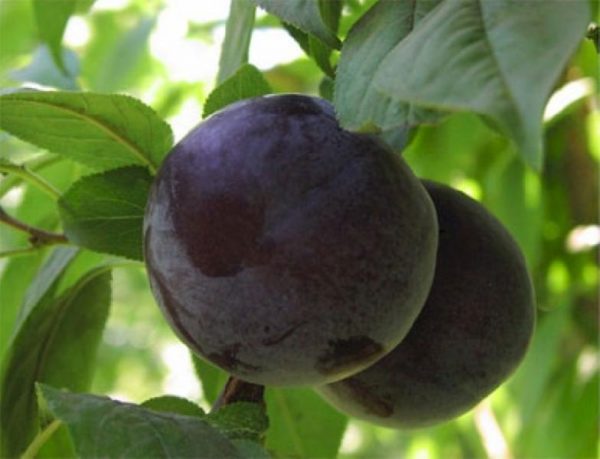  Frutas ciruelas azules listas para la cosecha