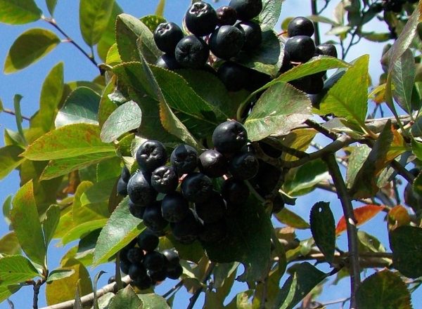  Selezione di piantine, semina e cura del chokeberry