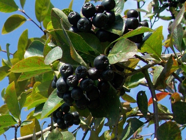  Selezione di piantine, semina e cura del chokeberry