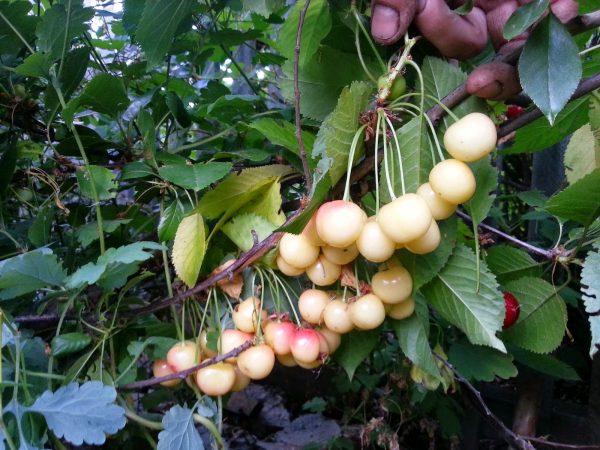  Bayas verdes de cereza dulce Fatezh en un arbusto