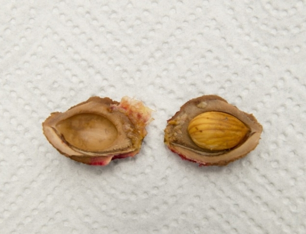  Para el cultivo de una ciruela de una semilla, se seleccionan semillas de fruta madura, árboles adaptados a las condiciones climáticas locales.