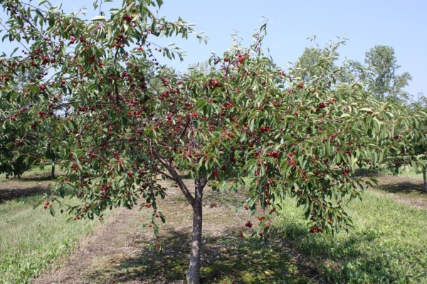  Plantación de cerezas en otoño, cuidado de árboles, recomendaciones útiles.