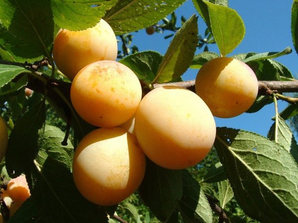  Yellow afaska