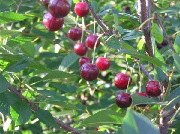  Cherry variety Robin