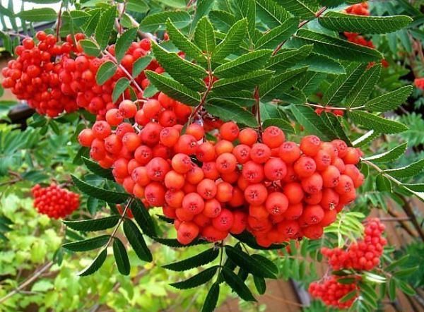  Grappolo di sorbo rosso