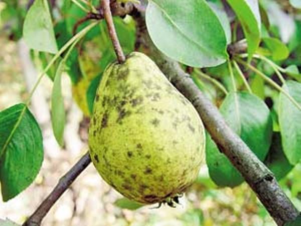  Hongo negro en las hojas y frutos de pera.