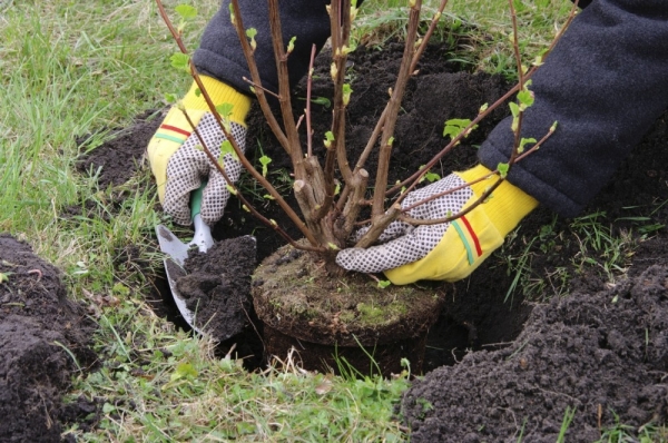  Before planting, inspect the roots; fill the seedling with soil so that the root collar remains 3–5 cm above the ground surface