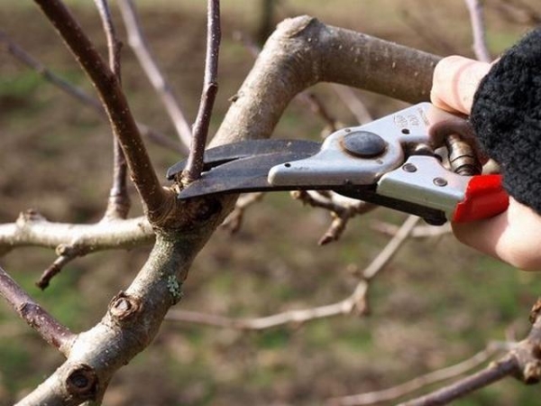  Potatura ridotta dopo la raccolta fino a metà settembre