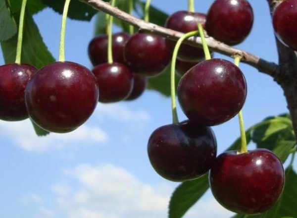  Chocolate Cherry