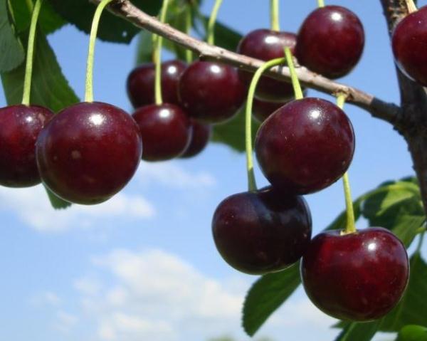  Chocolate Cherry