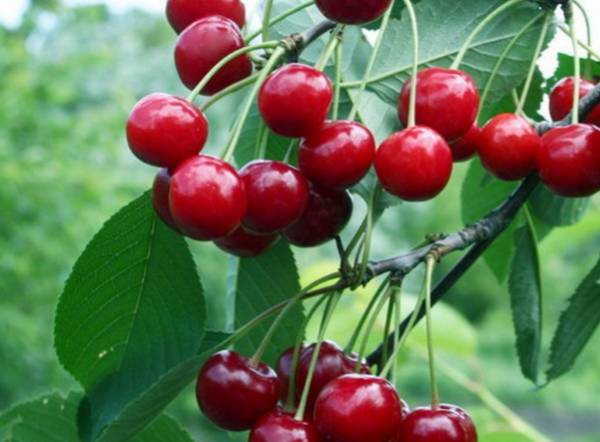  Fruits of a grade of cherry Youth