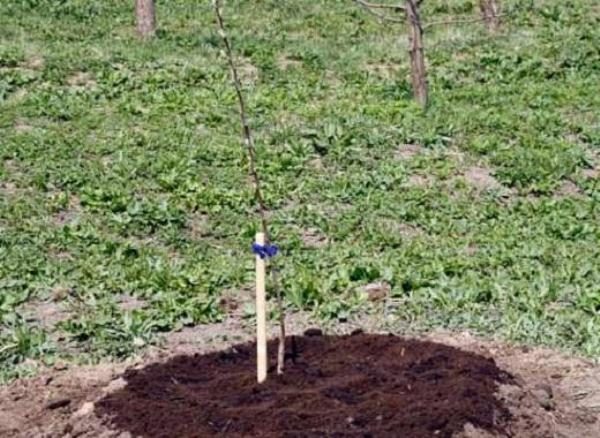  Dopo aver piantato il pacciame di semenzale di ciliegie