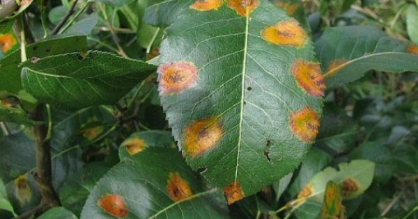  Cherry leaves are stained with rust