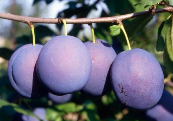  Per l'essiccazione delle prugne, le buone varietà saranno Blue Bird, Renklod Karbysheva, Raisin-Eric
