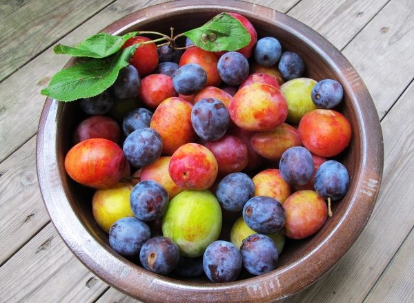  Las principales diferencias entre ciruelas y cerezas, su composición química, beneficios y daños al cuerpo.