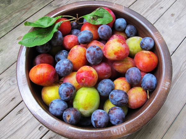  Las principales diferencias entre ciruelas y cerezas, su composición química, beneficios y daños al cuerpo.
