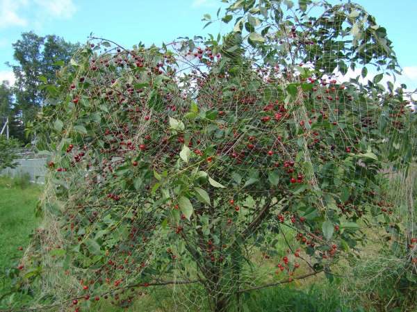  Variedad Cereza Lyubskaya