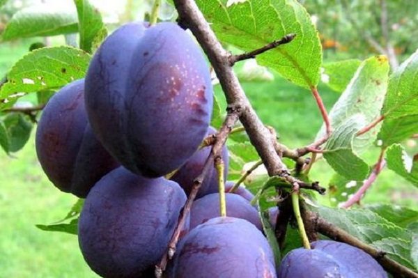  Ciruela húngara italiana
