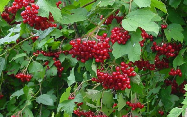  Bacche rosse di viburno