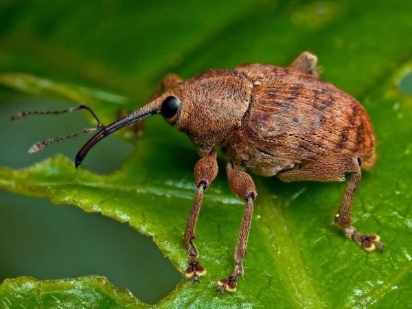  Plum Weevil