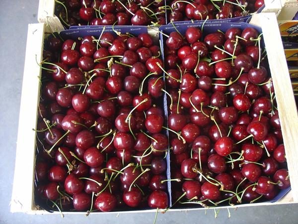  Cereza dulce Revna en cajas de cartón.