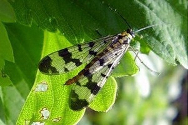  Tallo de la mosca de frambuesa