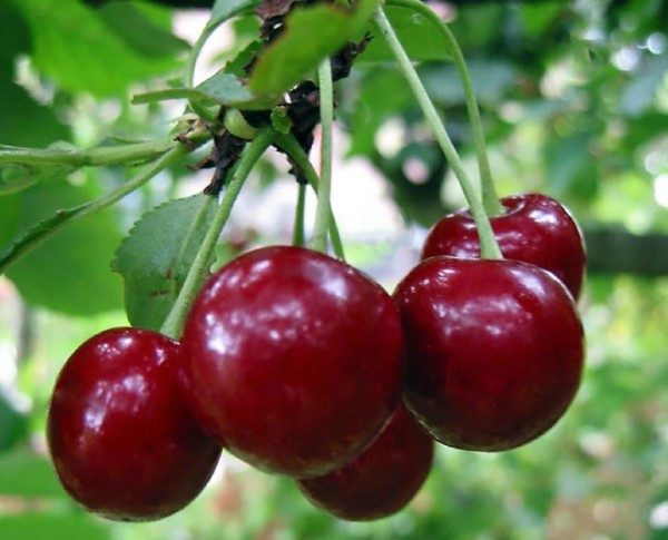  Cherry variety Baby