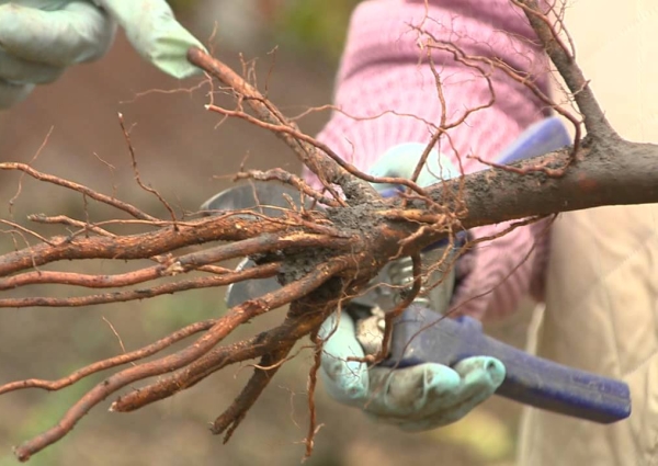  Saplings of autumn planting ahead in the development of trees planted in the spring for 20 days