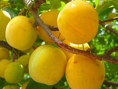  Honey Plum variety