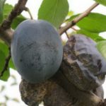  Monilioz sobre ciruelas