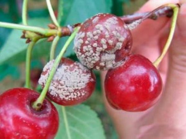  The fruits of the cherry Youth are affected by monilioz